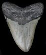 Bargain Megalodon Tooth - North Carolina #37344-1